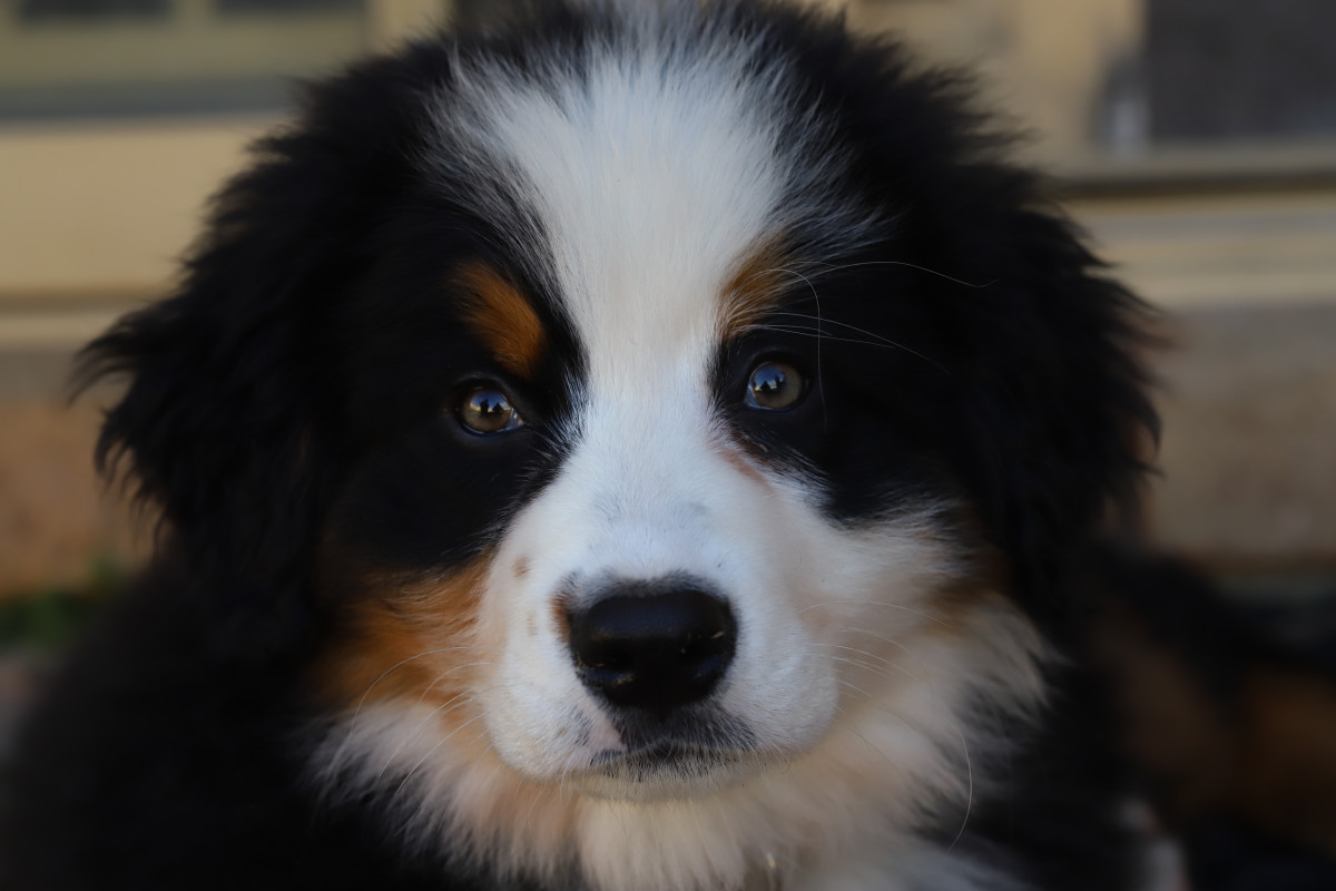 Adorable Bernese Mountain Puppy Saying ‘Good Morning’ Is the Perfect ...