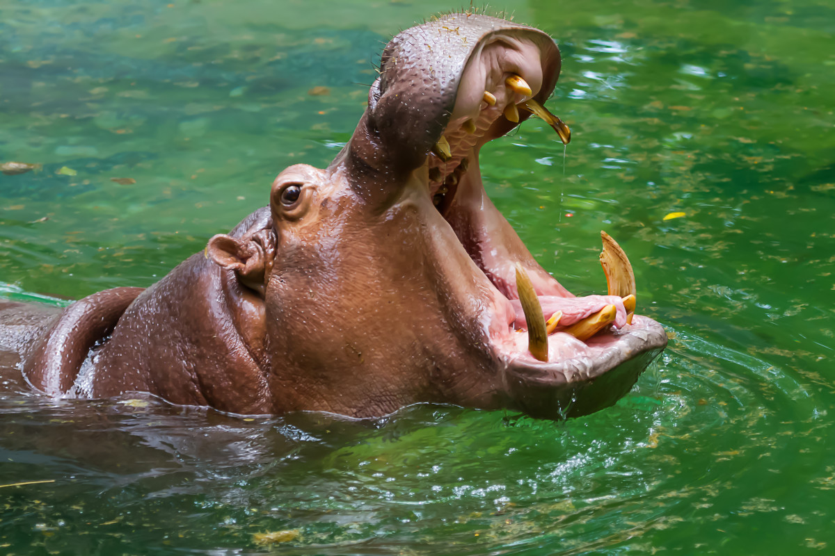 Video of Hippos Enjoying Pumpkins Is Both Adorable and Terrifying at ...