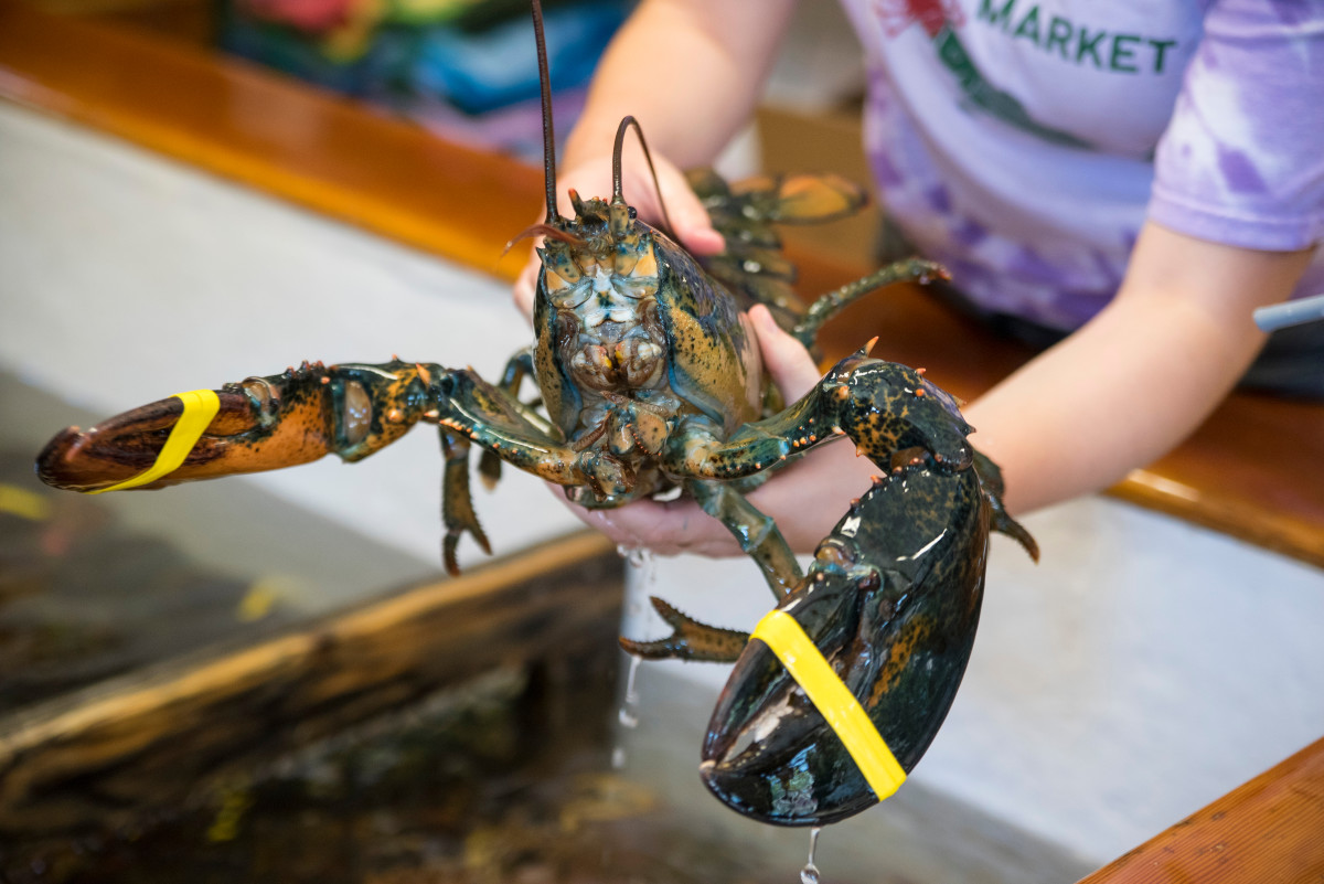 Woman Pays 200 For Lobster At Dinner Only To Set It Free And People   Shutterstock 1466821145 