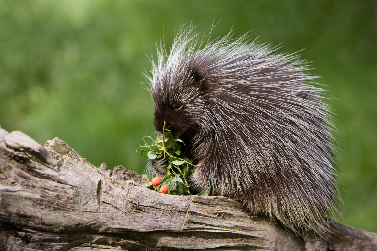 Happy Porcupine Enjoying Her Favorite Snack Is Too Cute for Words