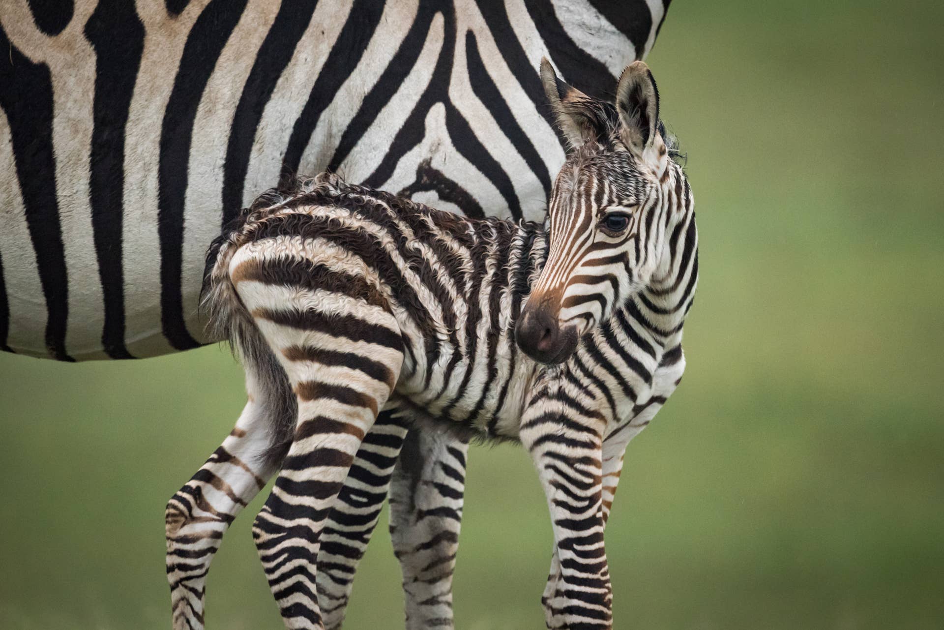 Utah Zoo Baby Zebra Who Goes From First Steps to Zoomies in