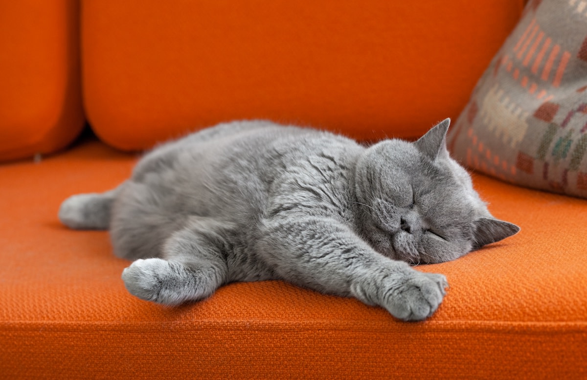 Precious Googly-Eyed Cat Has the Internet Totally Smitten - PetHelpful