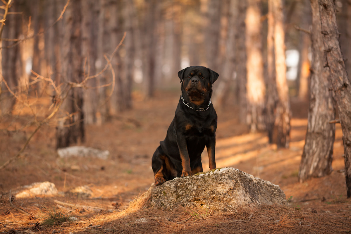 Michigan Dogs Heroically Protected Toddler After She Got Lost In the