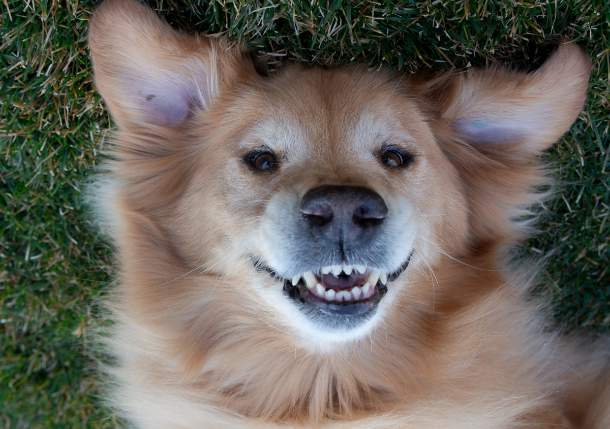 Golden Retriever’s Revenge Prank on His Dad Has the Talking