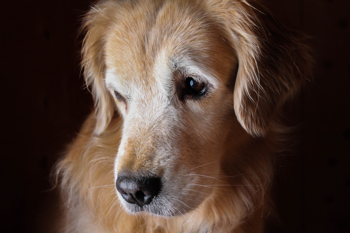 Woman Notices Her Golden Retriever Aging and It’s Giving Everyone the ...