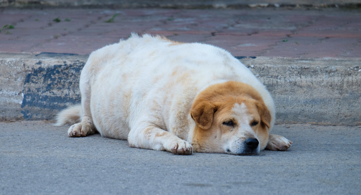 Man Rescues Obese Street Dog in Thailand and Vows to Get Her Healthy