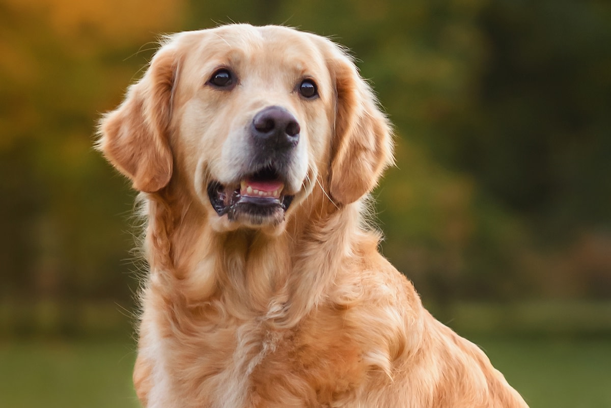 Neighborhood Kids Raising Money for Golden Retriever's Vet Bills Proves There's Good in the