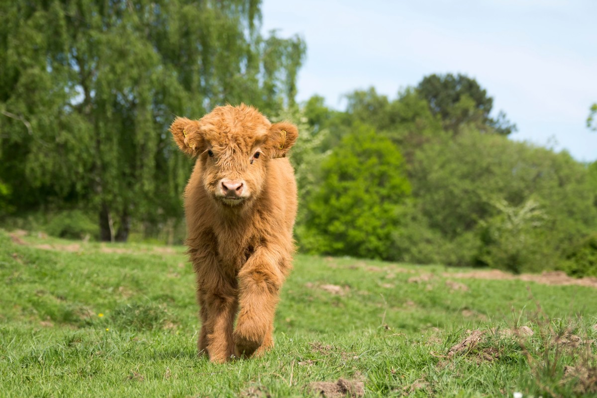 Farmer’s Adorable Baby Micro Mini Highland Cow Acts Just Like a Puppy