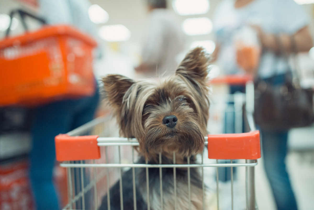 Dogs in Italy Have Their Own Shopping Carts and It's Even Better Than