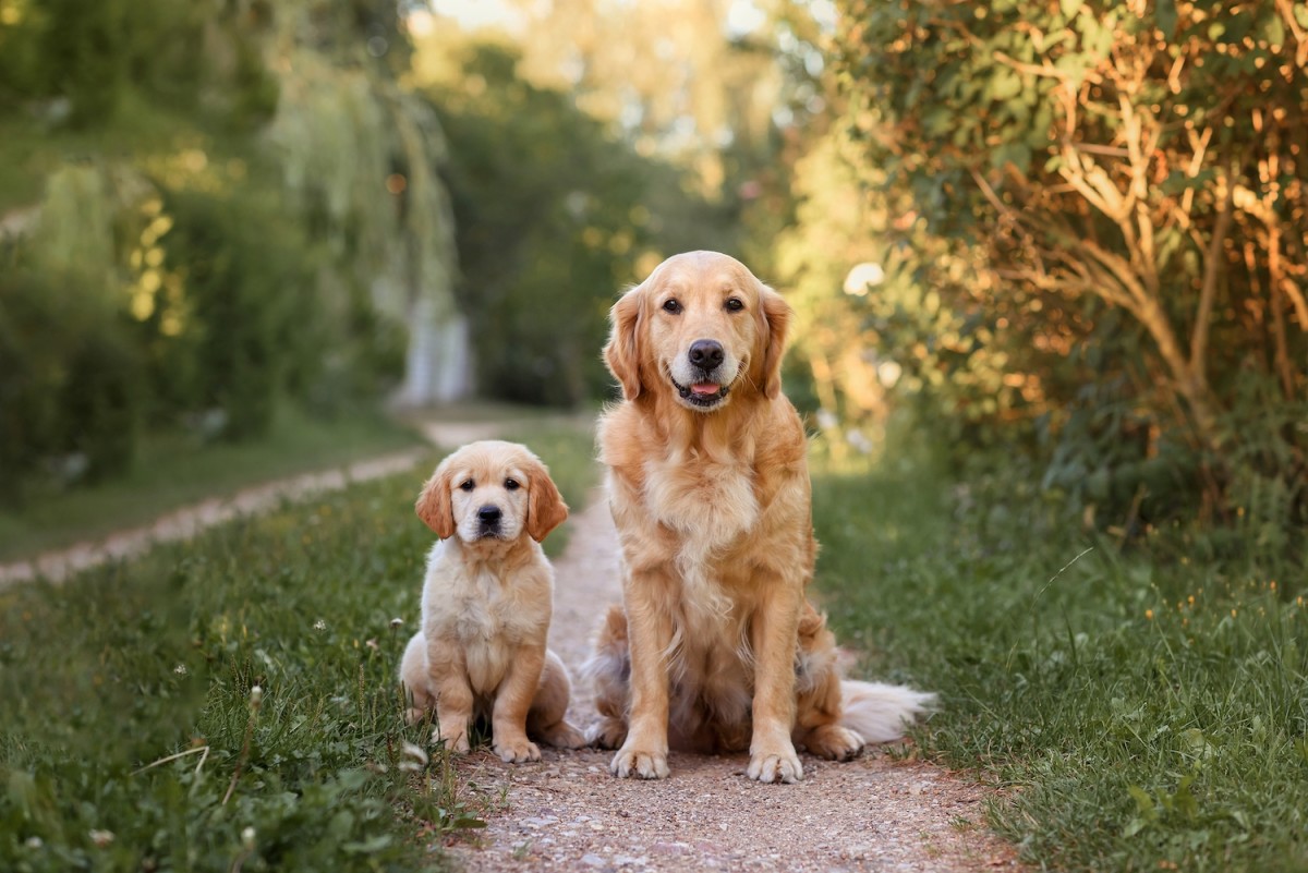 Golden Retriever Has Most Joyful Response To Meeting New Puppy Sibling ...