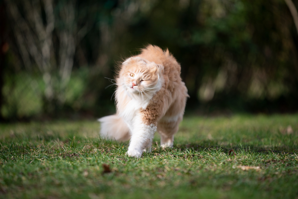 photographer-takes-most-epic-photos-of-cats-shaking-their-heads