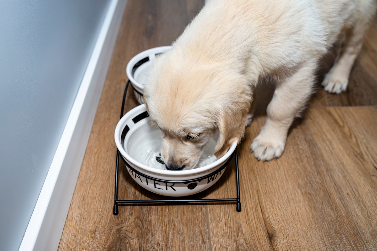 Parents Give Up on Keeping Baby Away From Dog's Water Bowl and Hilarity