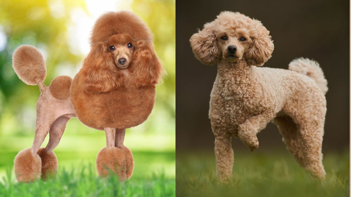 The Super Smart Toy Poodle A Small Dog With a Big Personality PetHelpful