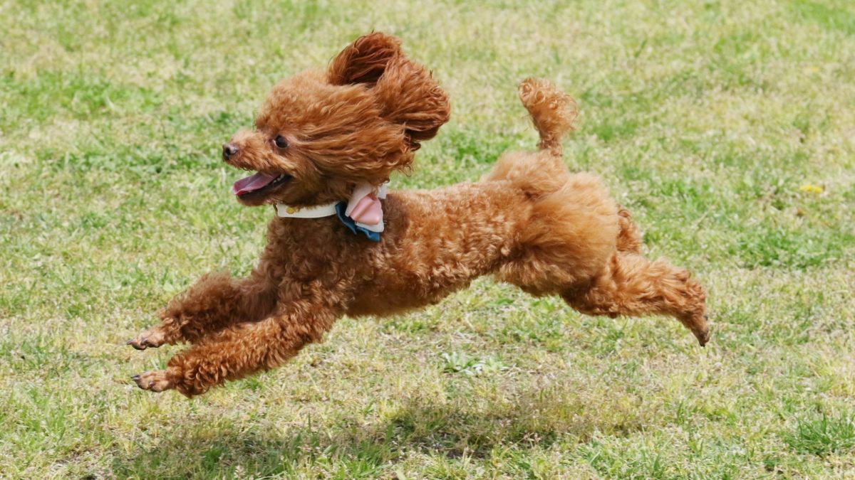 The Super Smart Toy Poodle A Small Dog With a Big Personality PetHelpful