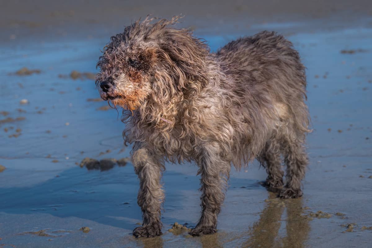 13 Seniors From Dog Retirement Home Have the Most Beautiful Beach Field