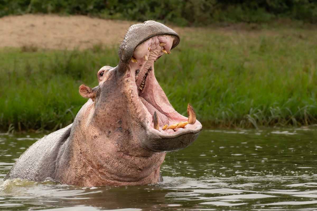 Moment Angry Hippo Attacks Boat in Harrowing Video Is Wild - PetHelpful ...