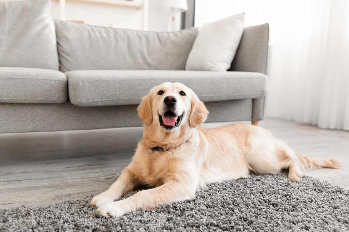 Mom Pretending to Act Like Her Golden Retriever Has People in Stitches ...