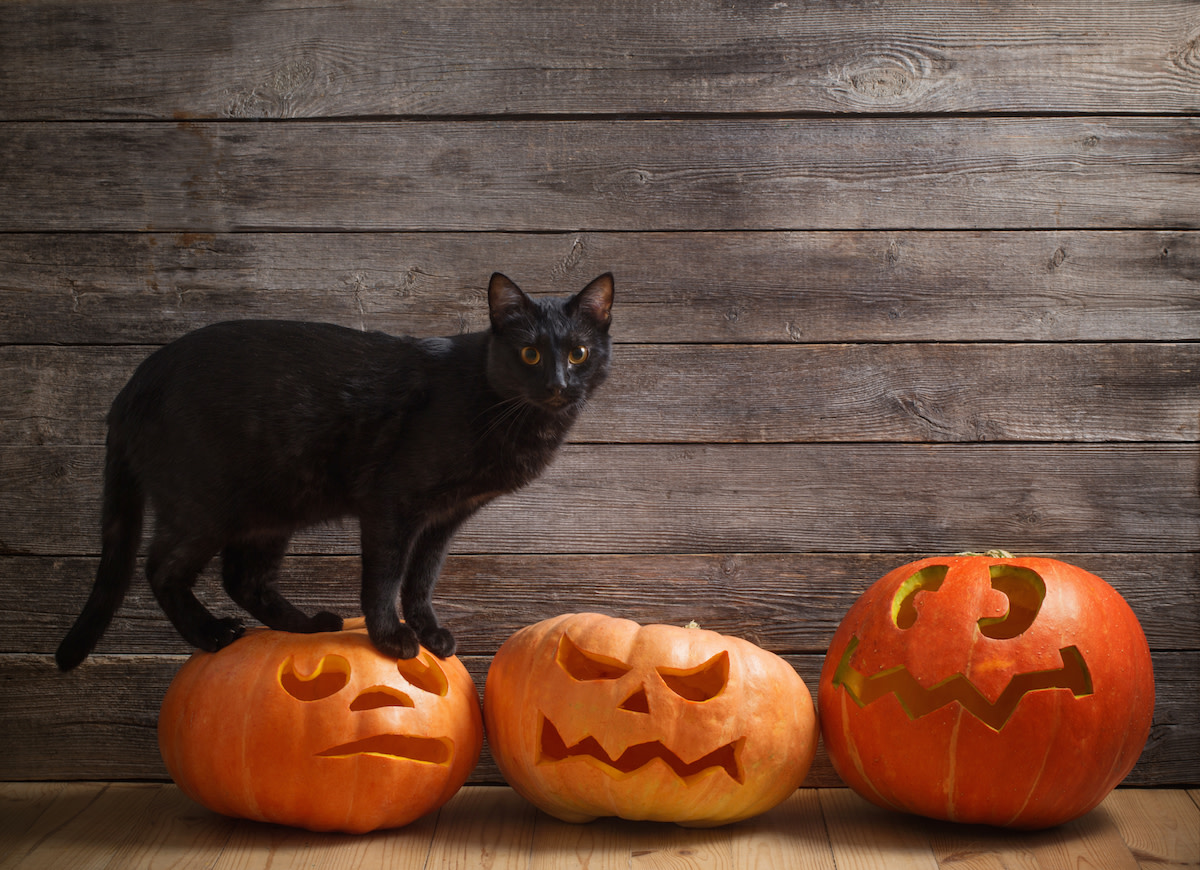 Black Cat 'Invites Himself' to Halloween Party Like a Total Boss ...