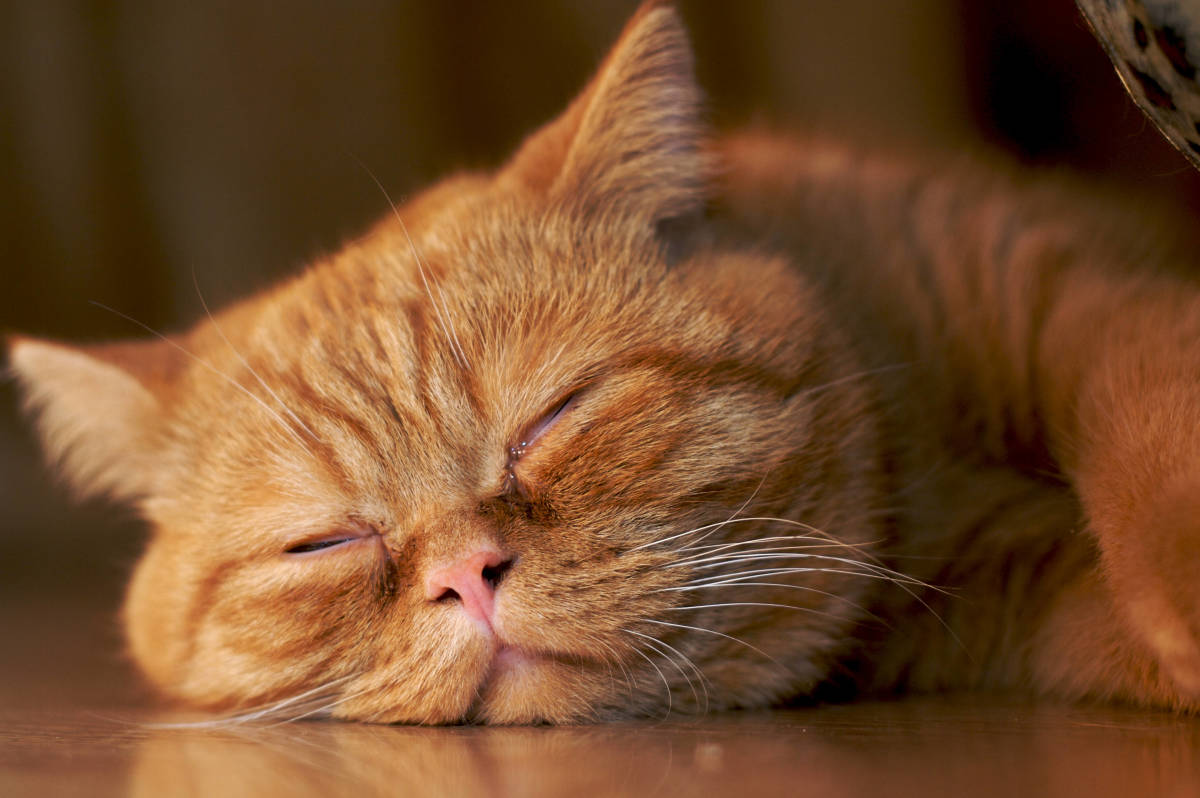 Orange Cat’s Contentment After Experiencing A Warm House For First Time 