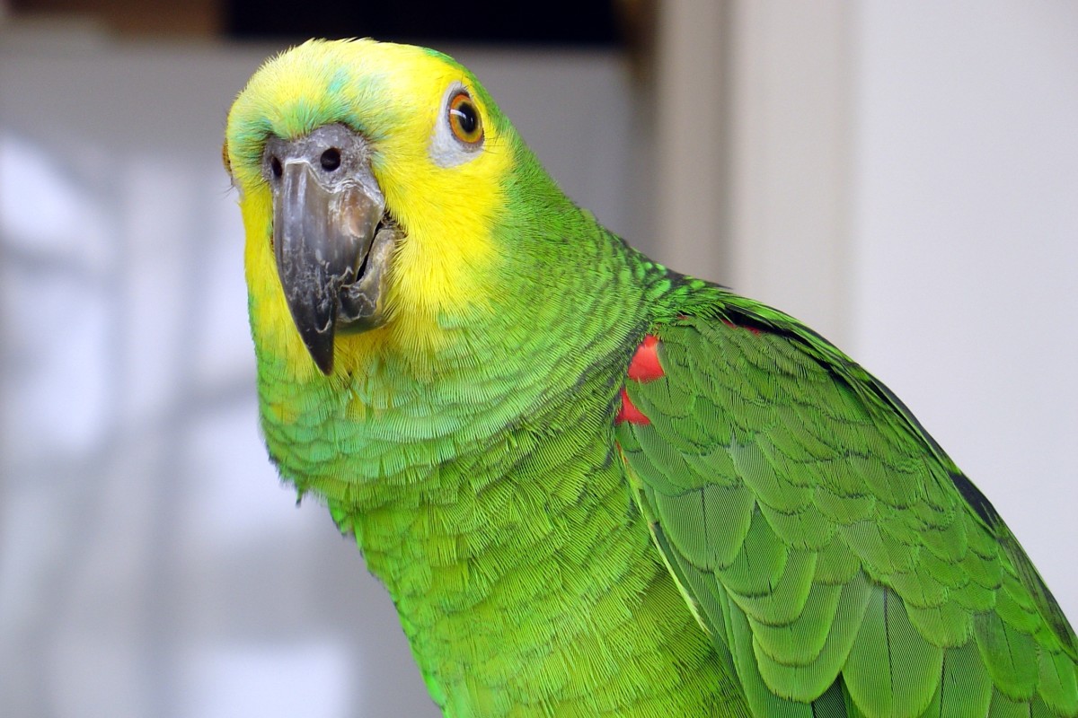 Potty-Mouthed Parrot Seeks Loving Forever Home in New York - PetHelpful