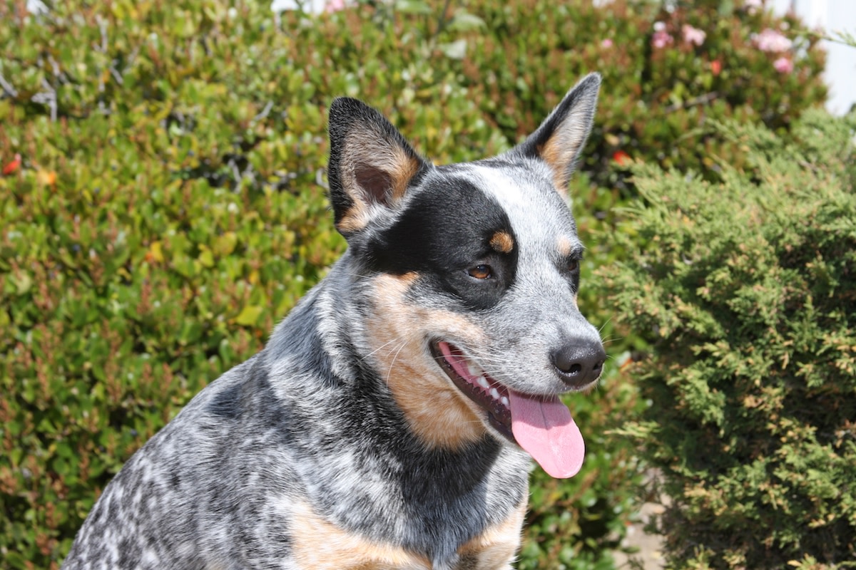 Dog Immediately Spits Out Undipped Chip and Exactly Nobody Can Blame
