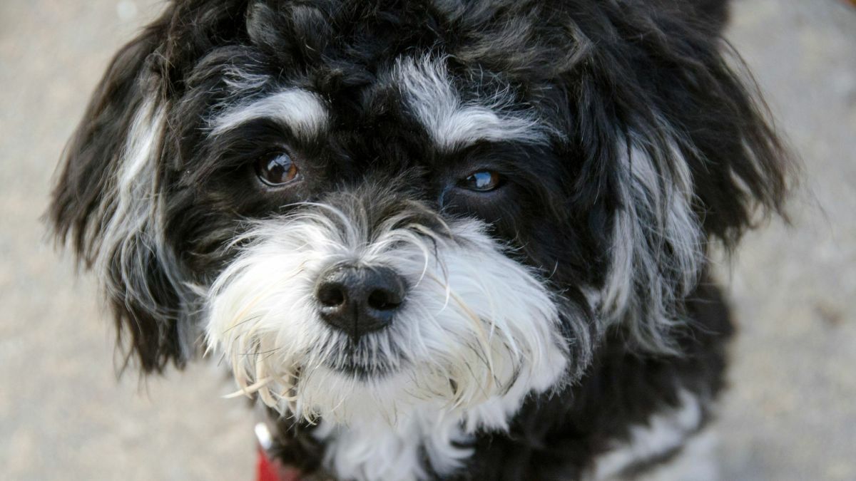 The Havanese A Guide to This Lively and Loving Breed PetHelpful