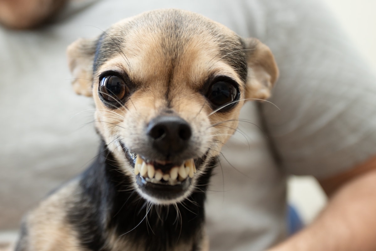 Tiny Chihuahua Has Zero Chill When It Comes To His Fast-food Order 