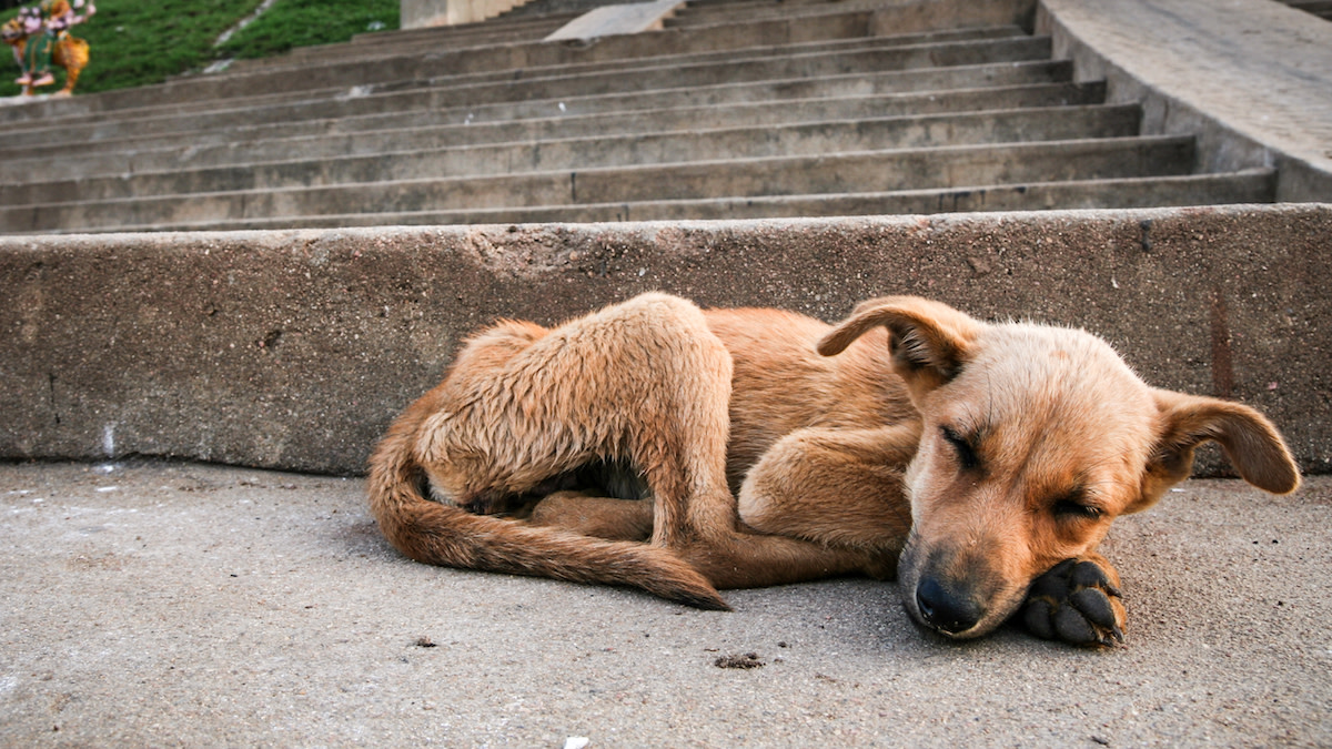 Starving Dog Dumped in Street Has Best Transformation After Being ...