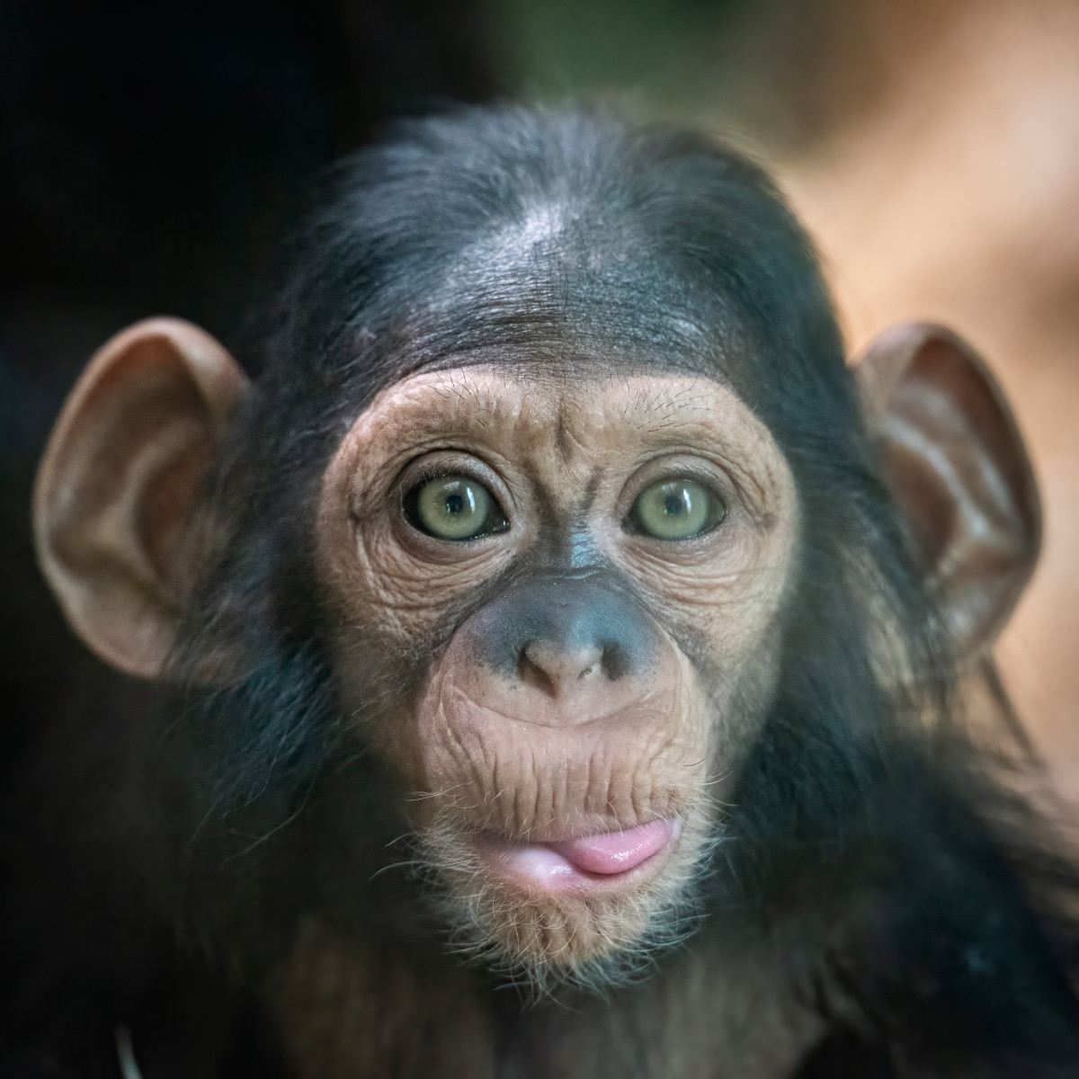 Baby Chimpanzee Plays in a Bouncing Chair Just Like a Human Toddler ...