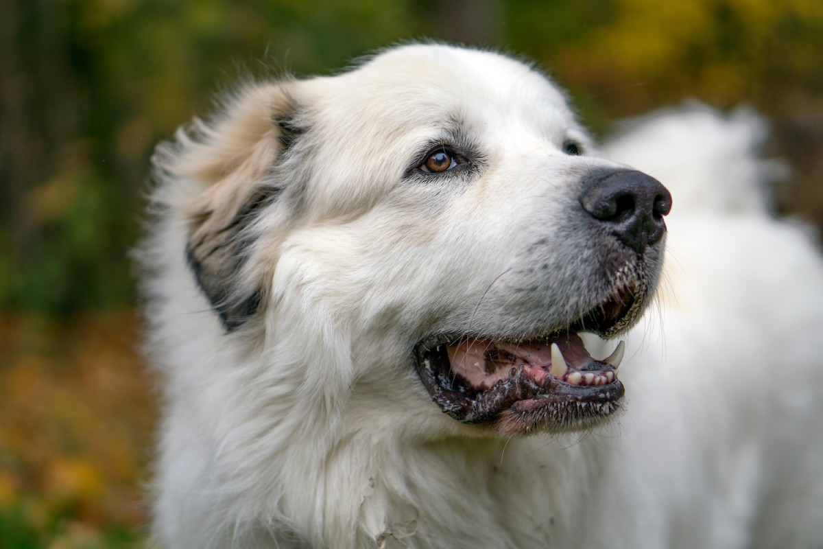 Great Pyrenees Who's 'Gentle with Every Creature She Meets' Is Such a ...