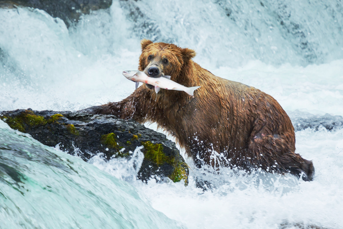 Brown Bear Attempting To Climb a Waterfall Doesn't Quite Go as Planned -  PetHelpful News