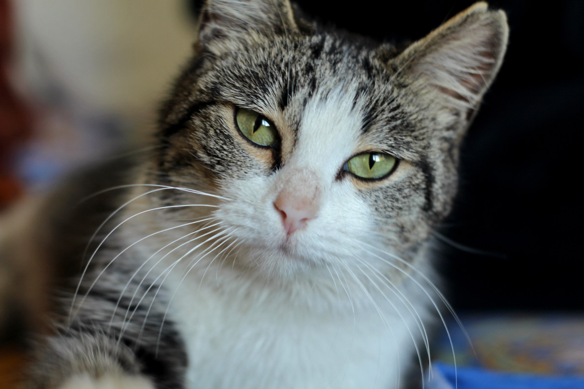 Social 22-Pound Shelter Cat Who Loves Kids Is Searching for His Perfect ...