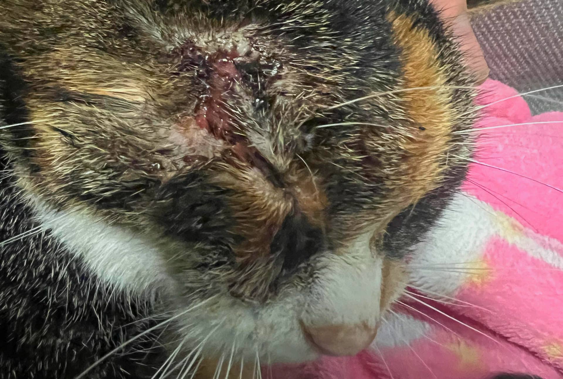 Why Won’t My Cat's Eye Infection Go Away? - PetHelpful