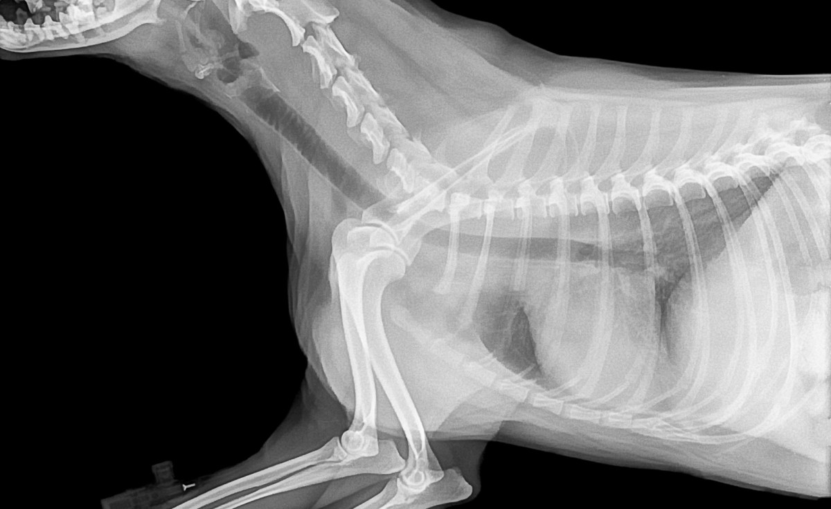 Does My Dog Need an Expensive Chest X-Ray? - PetHelpful