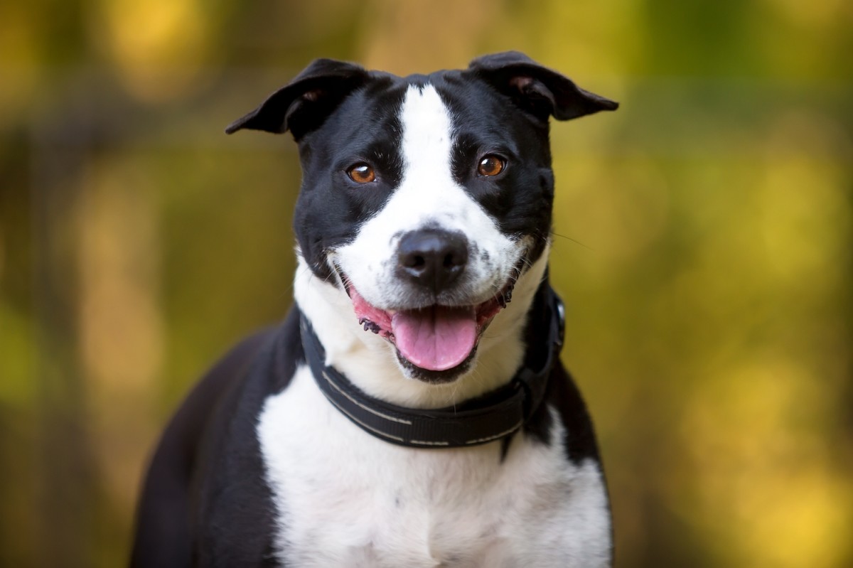 Behind-the-Scenes Look at Rescue Animal Calendar Photoshoot Is So Full ...