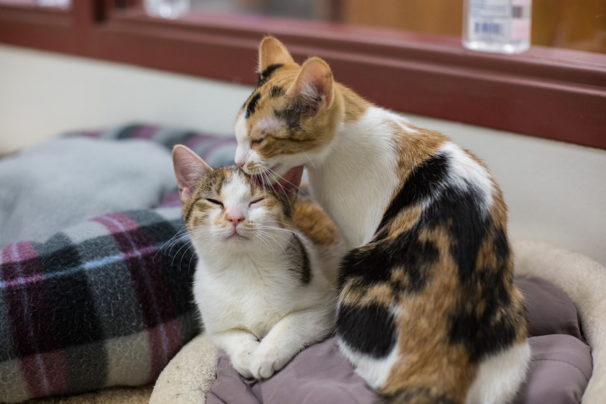 My sister the cat. Две кошечки ухаживают друг за другом. Black and Calico Cats hugs.