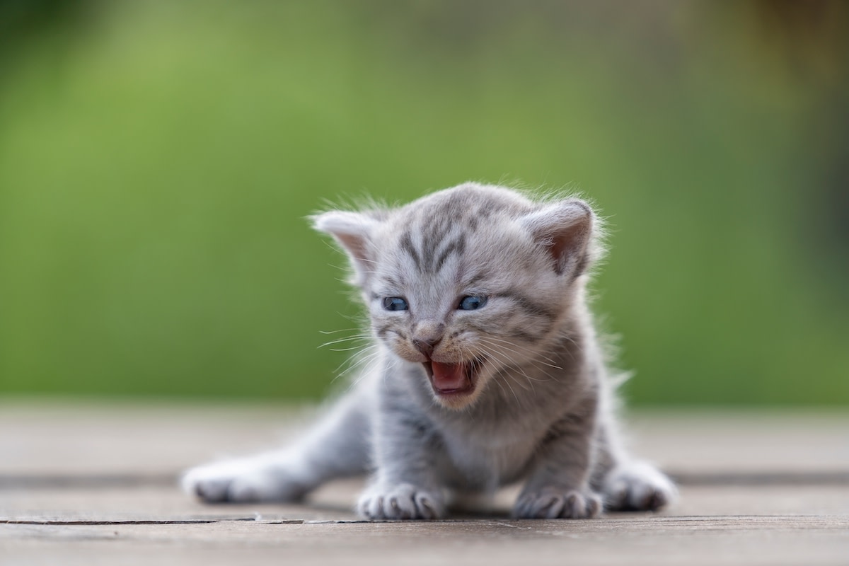 Mama Cat And Newborns Kittens Are The Most Adorable 'walmart Find 