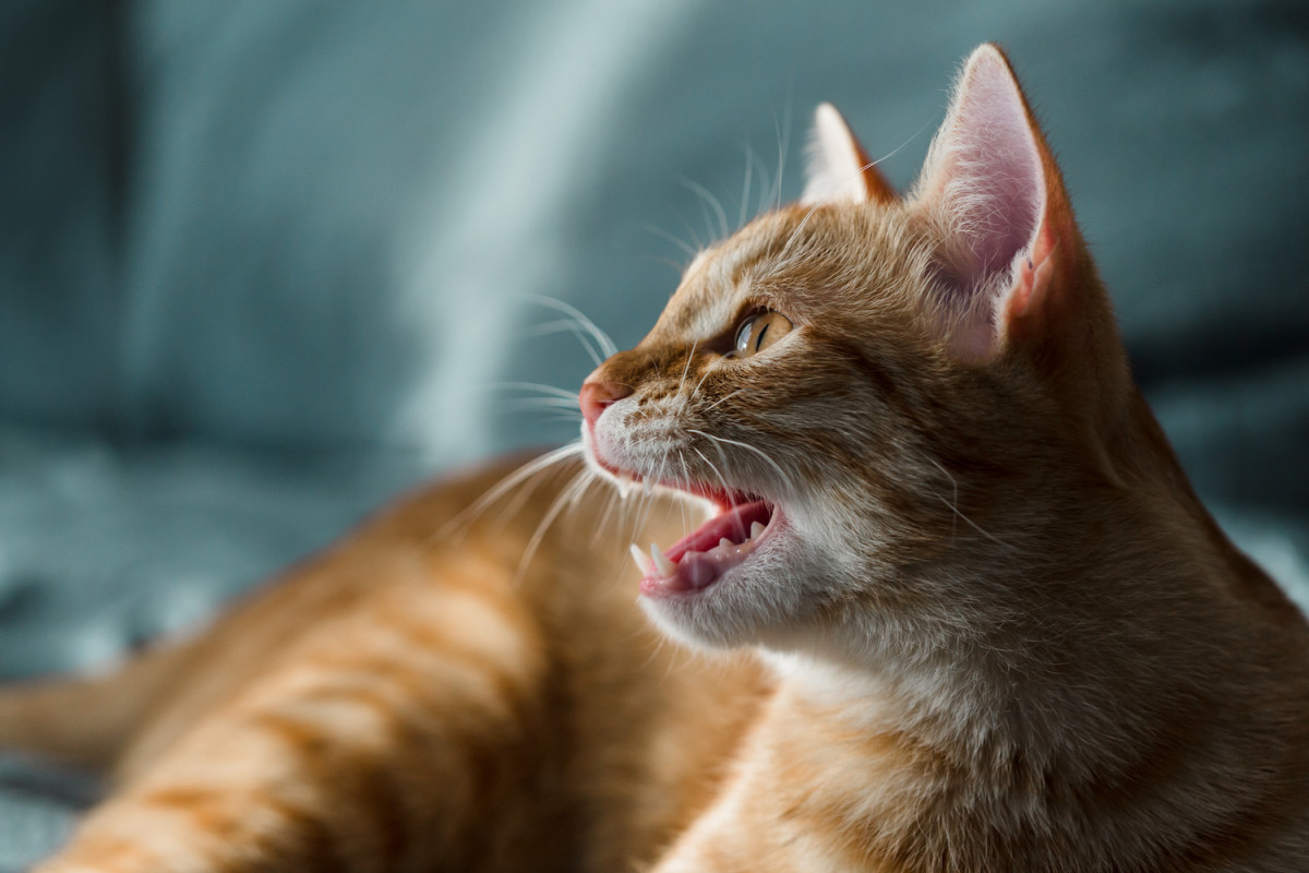 Cat's Dramatic Performance During a Nail Trim Seriously Deserves an ...