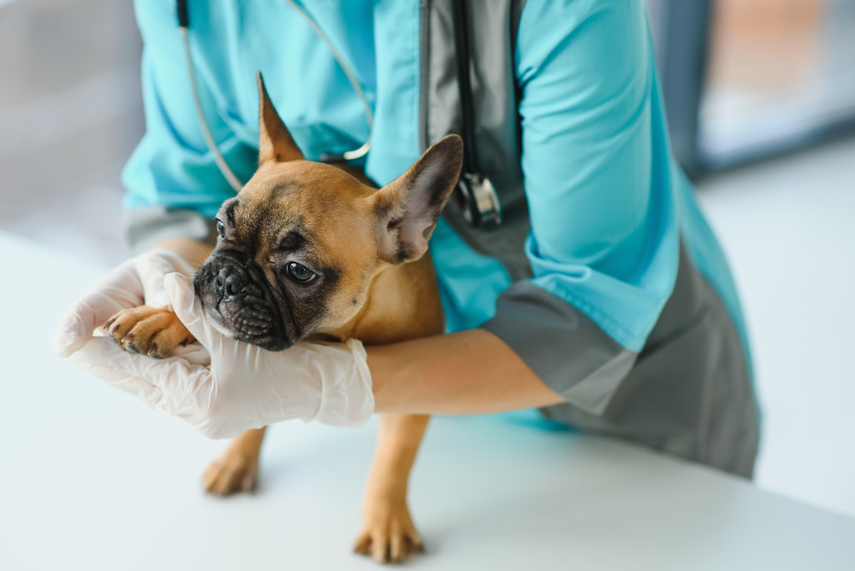 Mystery Dog Illness Is Now Being Reported in 14 States PetHelpful News