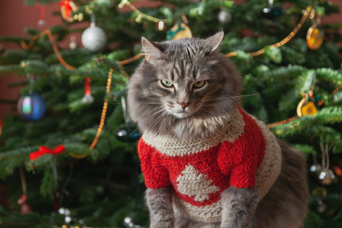 9 Holiday Items That Are Dangerous to Pets PetHelpful News