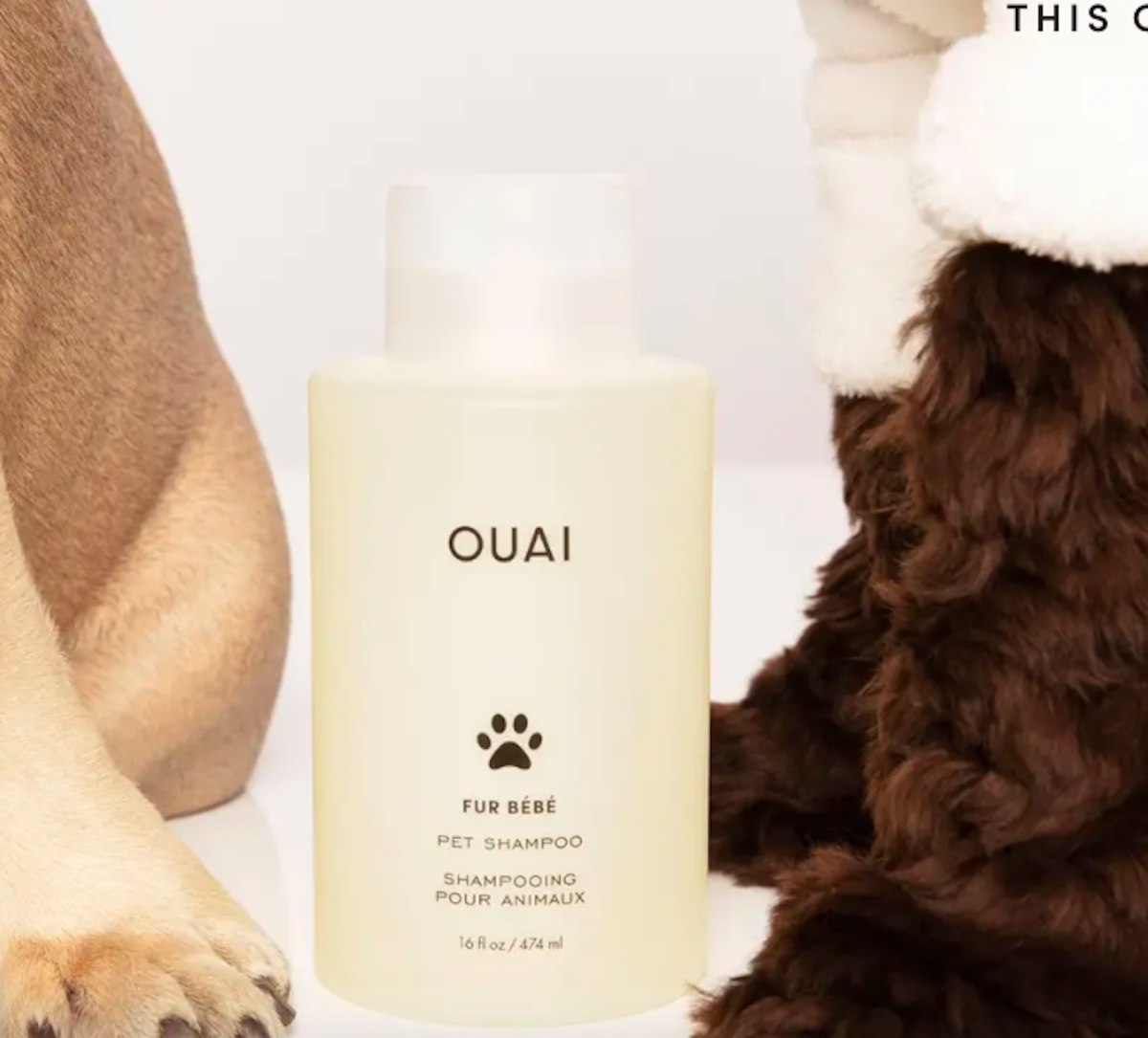 Gifts Any Dog Would Be Thrilled to Find Under the Tree PetHelpful News