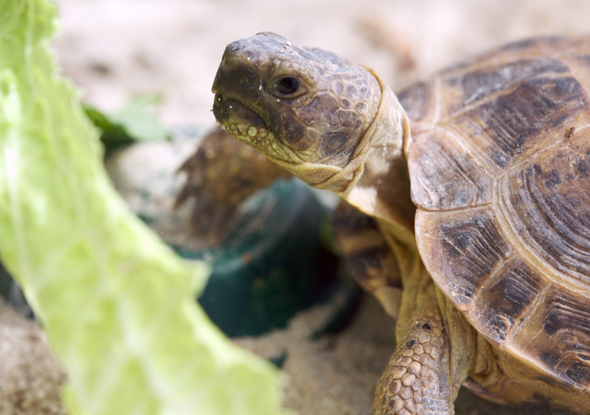 Woman Goes Viral After Spending Hours Making Mini Leaves Out of Lettuce ...