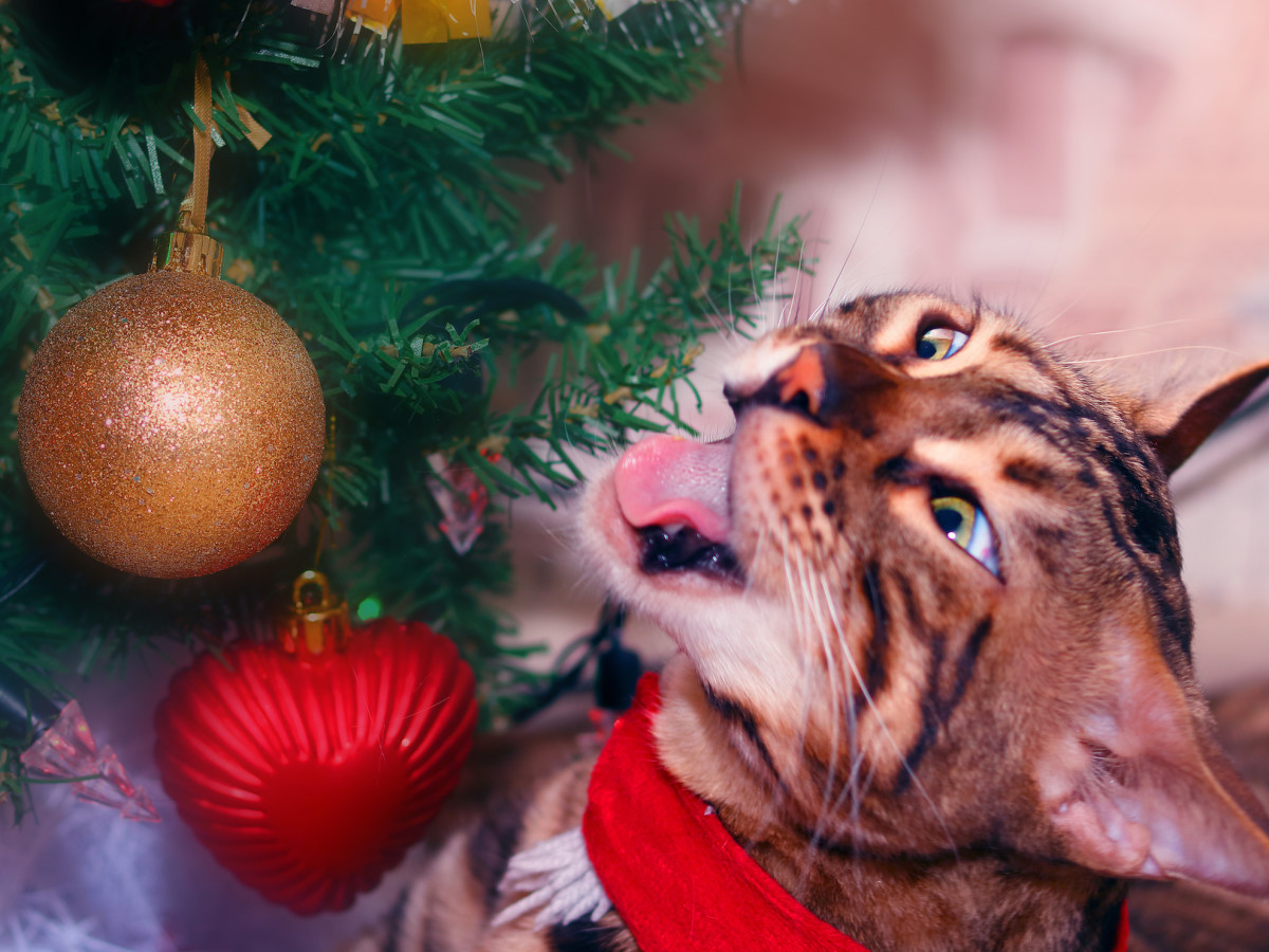 8 Brilliant Hacks To Keep Cats Out of the Christmas Tree PetHelpful News