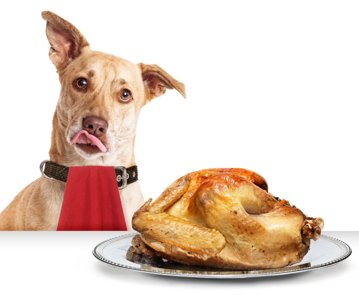 The 6 Most Dangerous Foods for Dogs This Holiday Season PetHelpful News