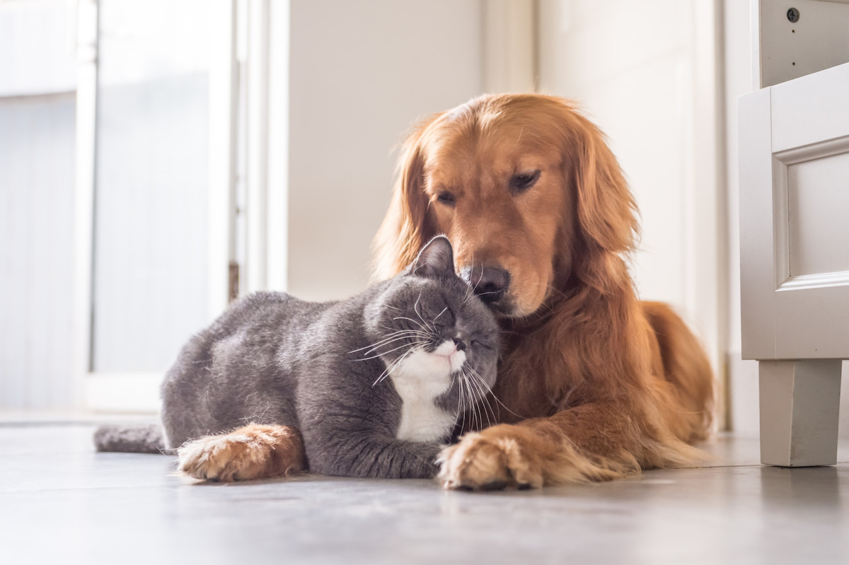 Hard Working Guard Dog Has a 'Cat Masseuse' and It's as Relaxing as It ...