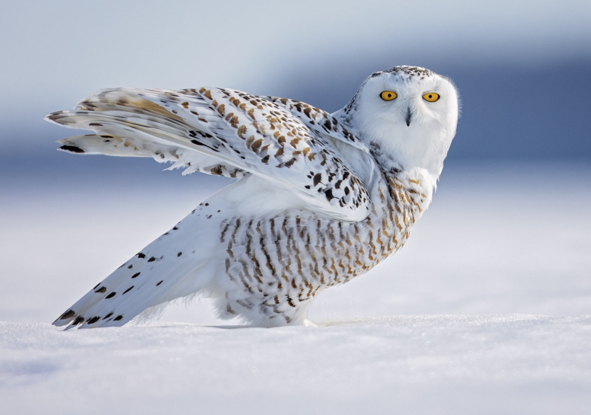 Arctic Fox and Snowy Owl ‘Playing Together’ in the Snow Has People ...