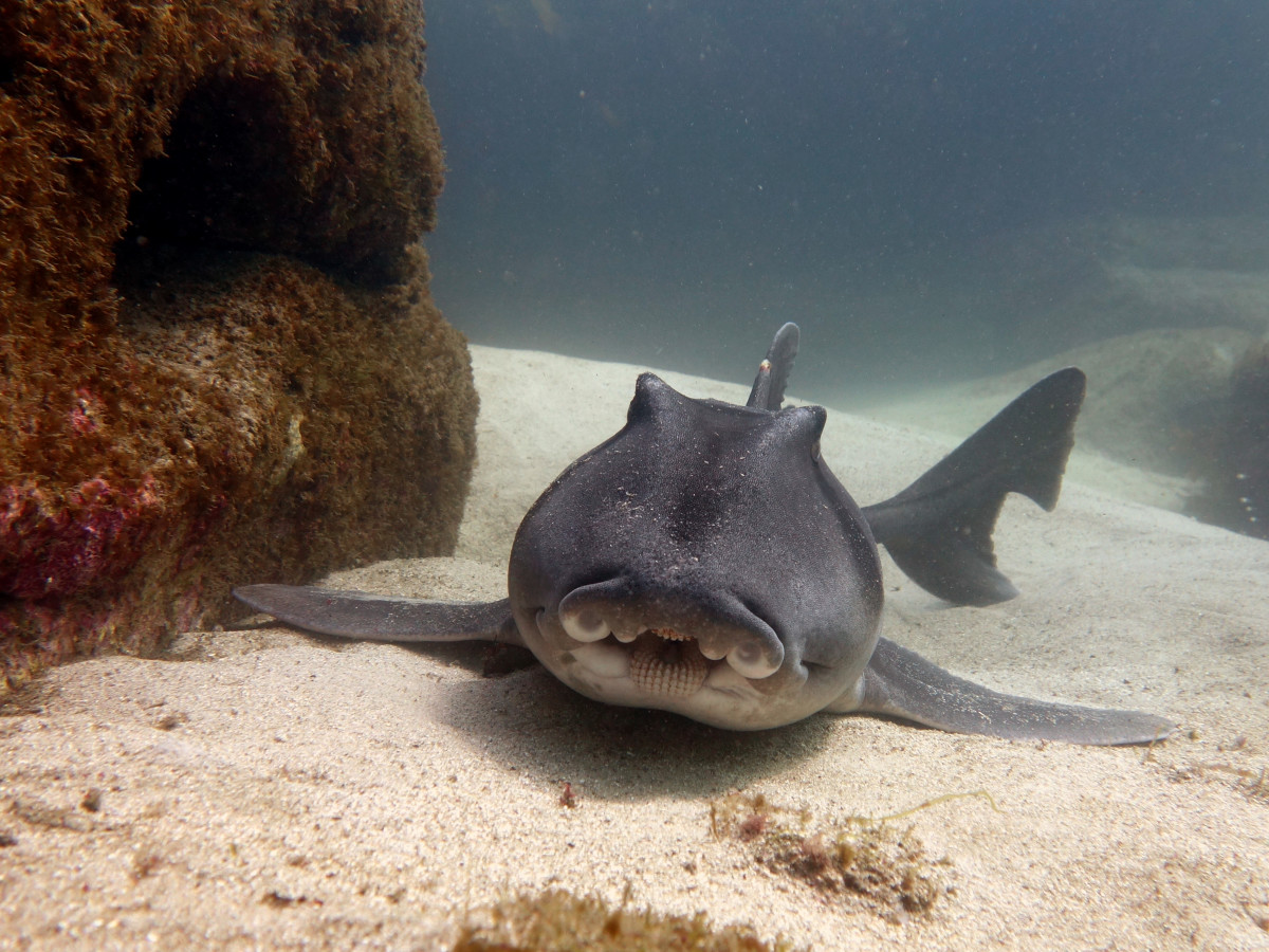 Newport Aquarium's Port Jackson Shark Does the Happiest Little Dance ...