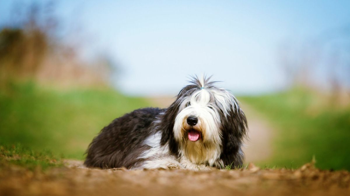 Discover the Bearded Collie The Agile and Independent Herding Breed PetHelpful