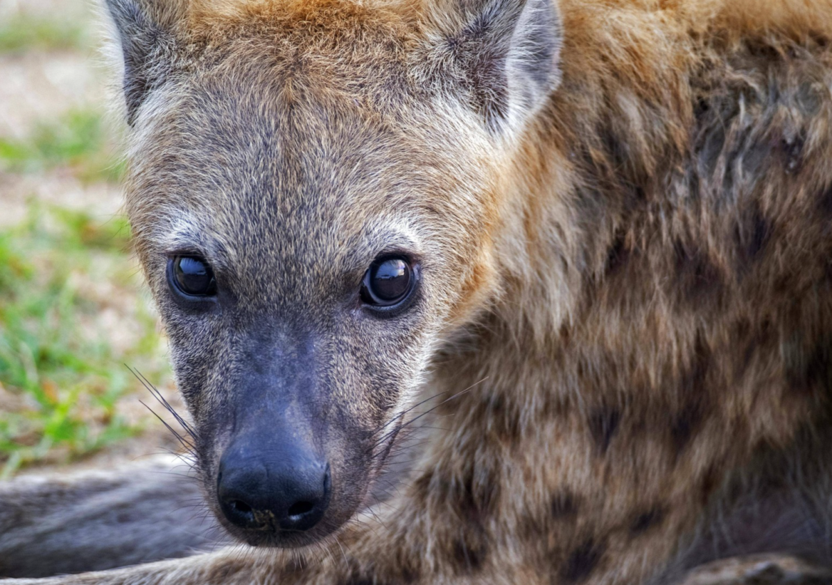 National Geographic Shows How They Use Technology to Get Up Close and ...