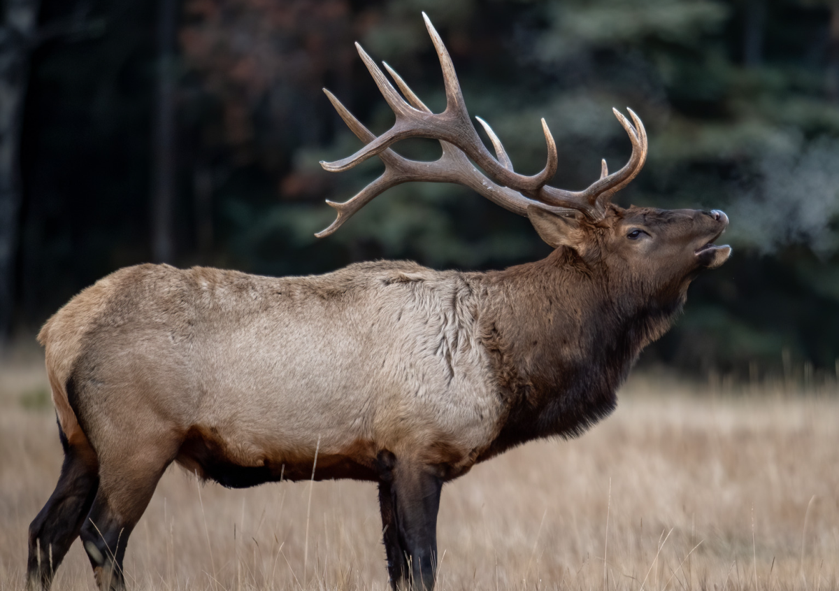 Redwood Park Rangers Explain Why Not All Elk Lose Their Antlers During